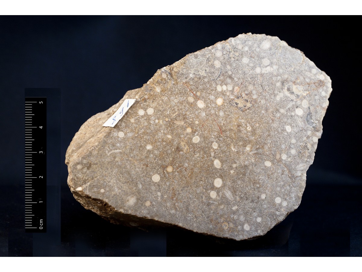 Fossile (calcare a microfossili, foraminiferi, associazione fossile)