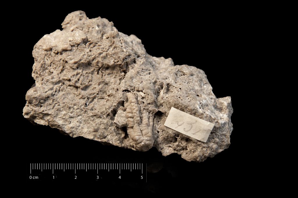 Fossile (invertebrato, crinoide, esemplare)