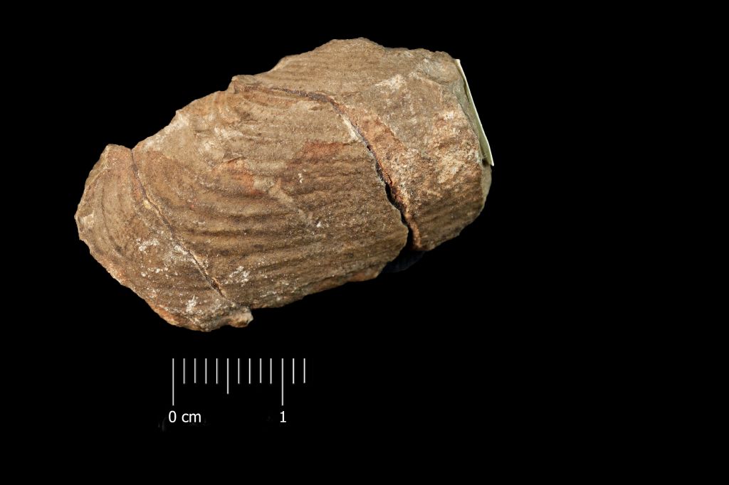 Fossile (invertebrato, bivalve, esemplare)