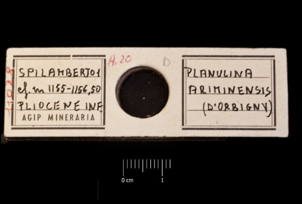 Preparato per microscopio (microfossili, esemplare)