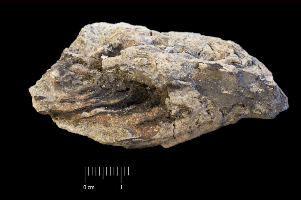 Fossile (pigna, esemplare)