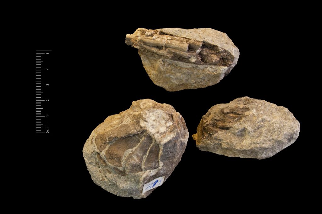 Fossile (strobili e frammenti di cono, serie)