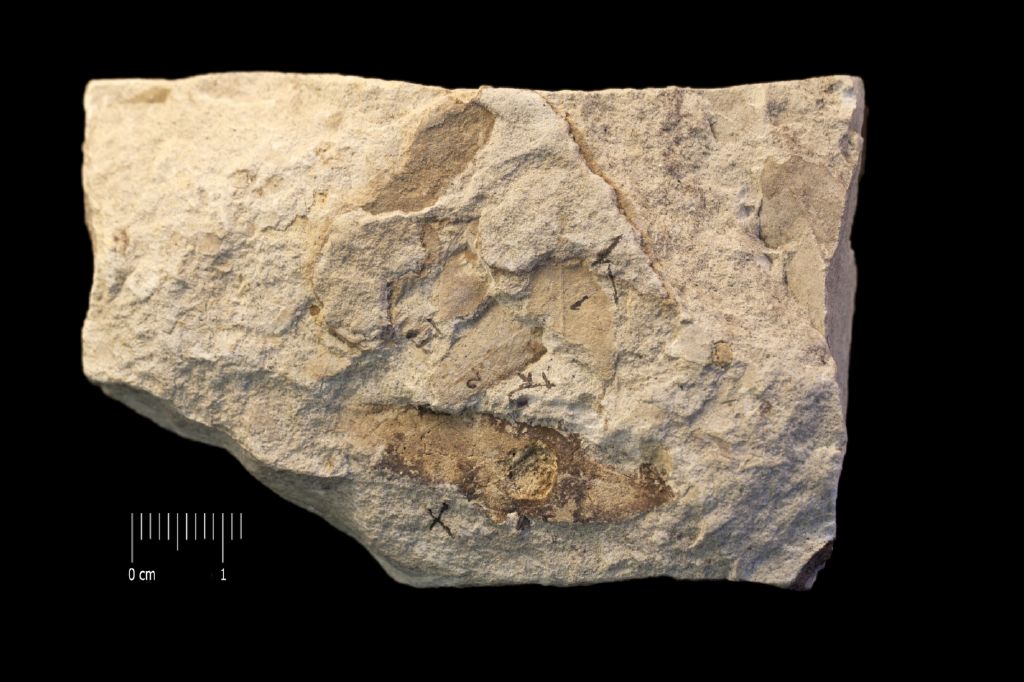 Fossile (foglia, associazione fossile)