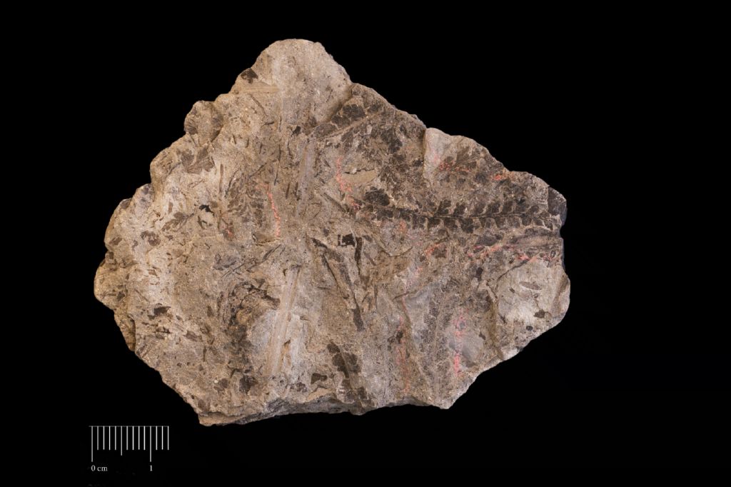 Fossile (felce, serie)