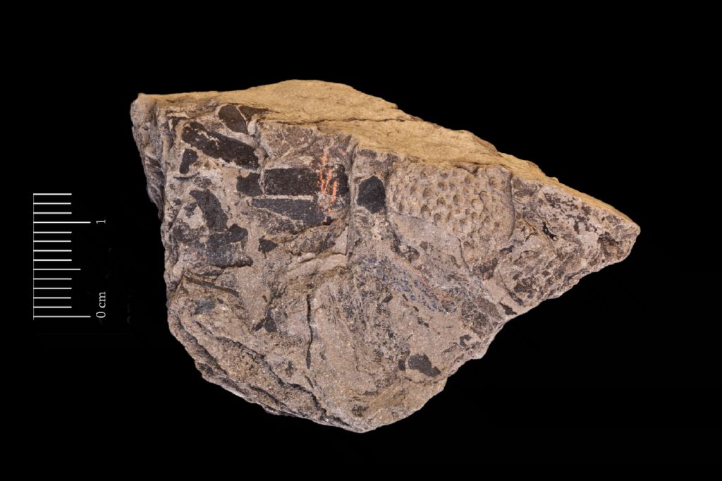 Fossile (fruttificazione, esemplare)
