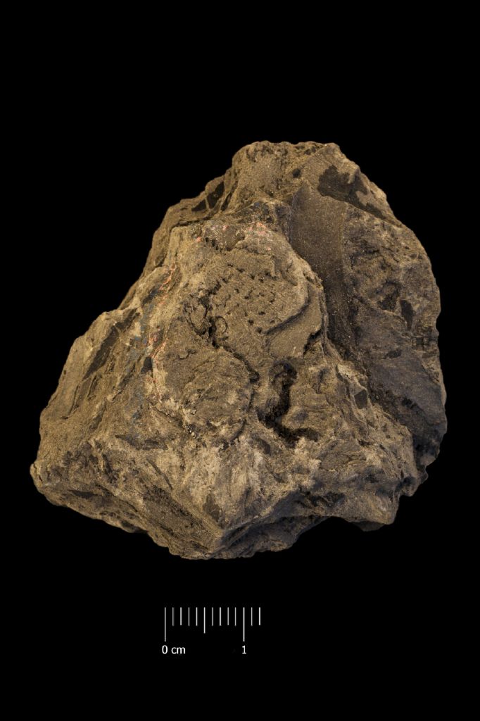 Fossile (organo riproduttore, esemplare)