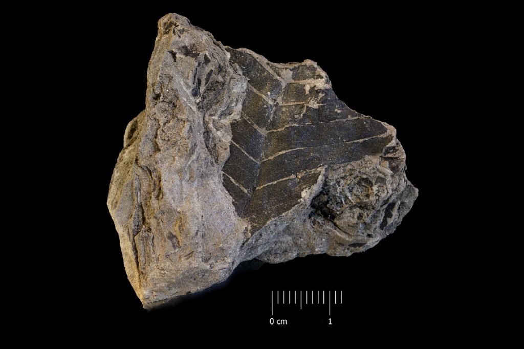 Fossile (frammento di foglia allungata, esemplare)