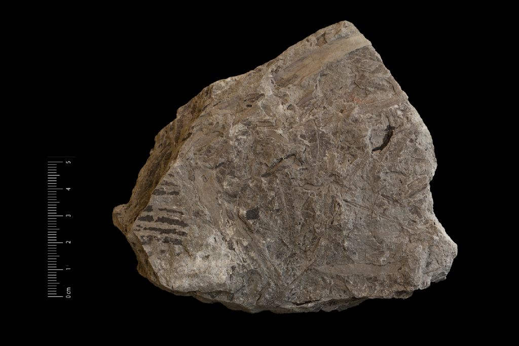 Fossile (felce, serie)