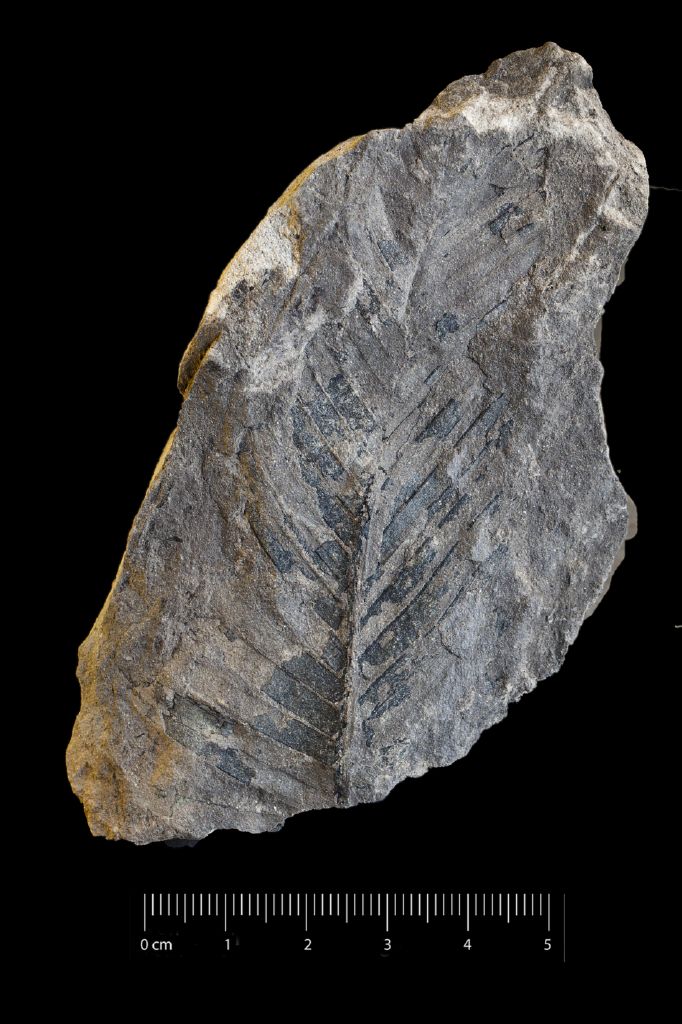 Fossile (frammento di foglia allungata, esemplare)