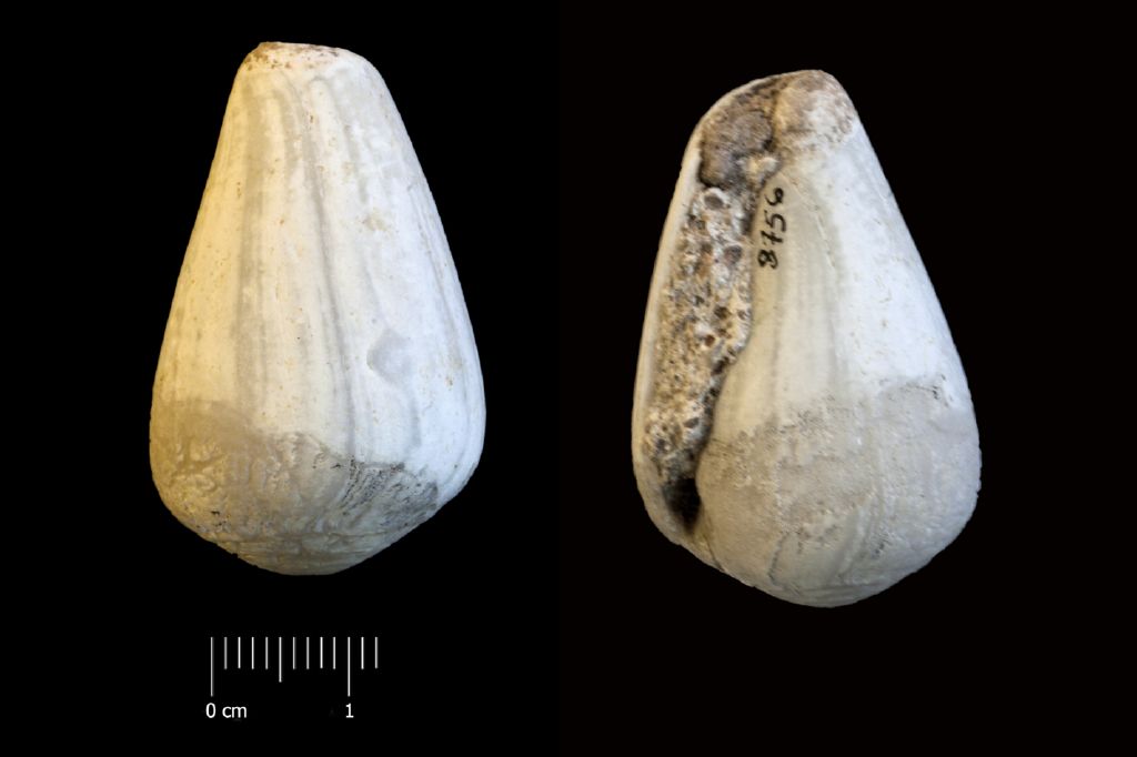 Fossile (invertebrato, esemplare)