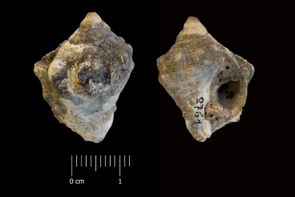 Fossile (invertebrato, esemplare)