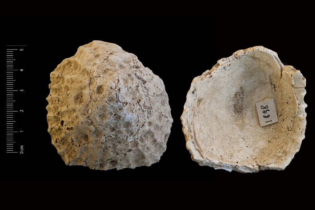 Fossile (invertebrato, esemplare)
