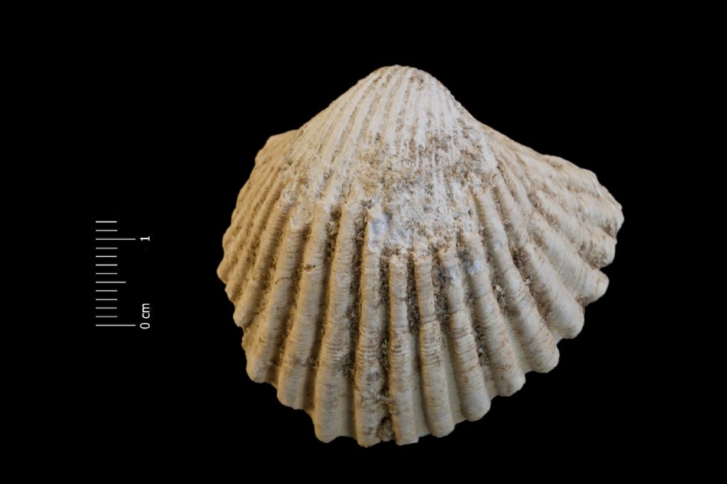 Fossile (invertebrato, esemplare)