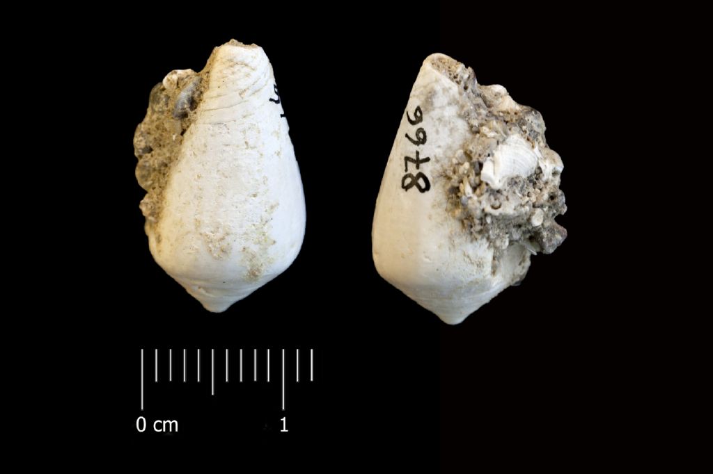 Fossile (invertebrato, esemplare)
