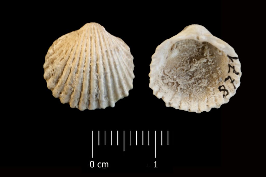 Fossile (invertebrato, esemplare)