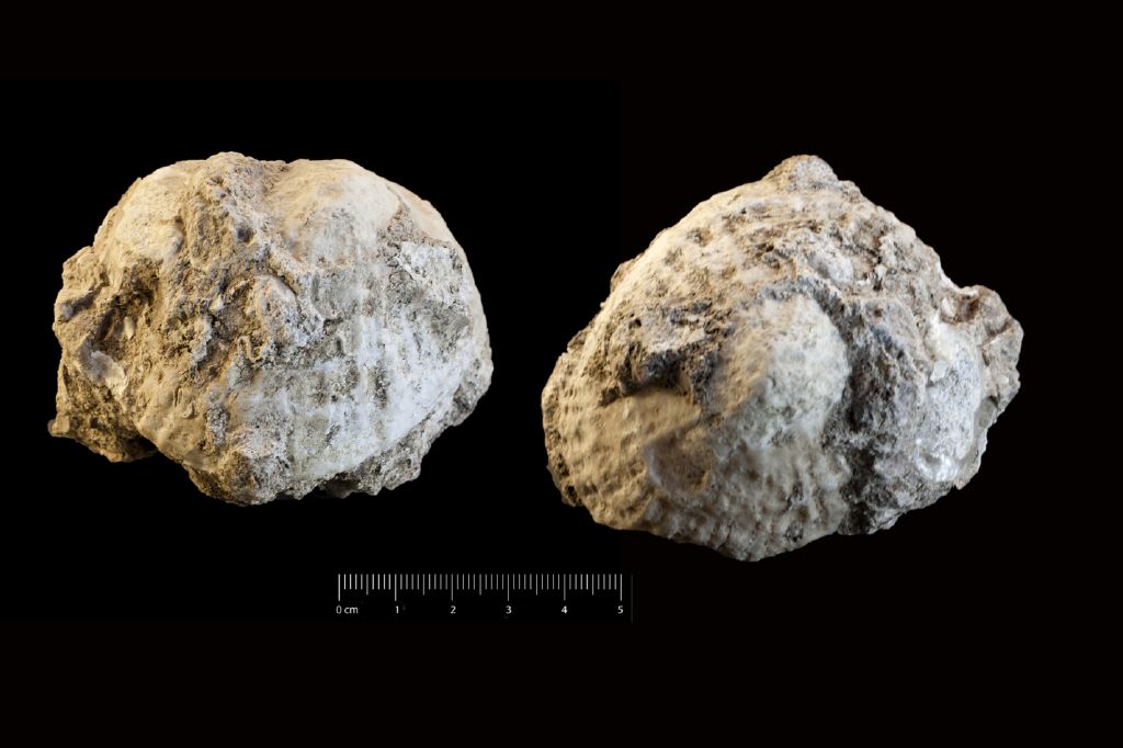 Fossile (invertebrato, esemplare)