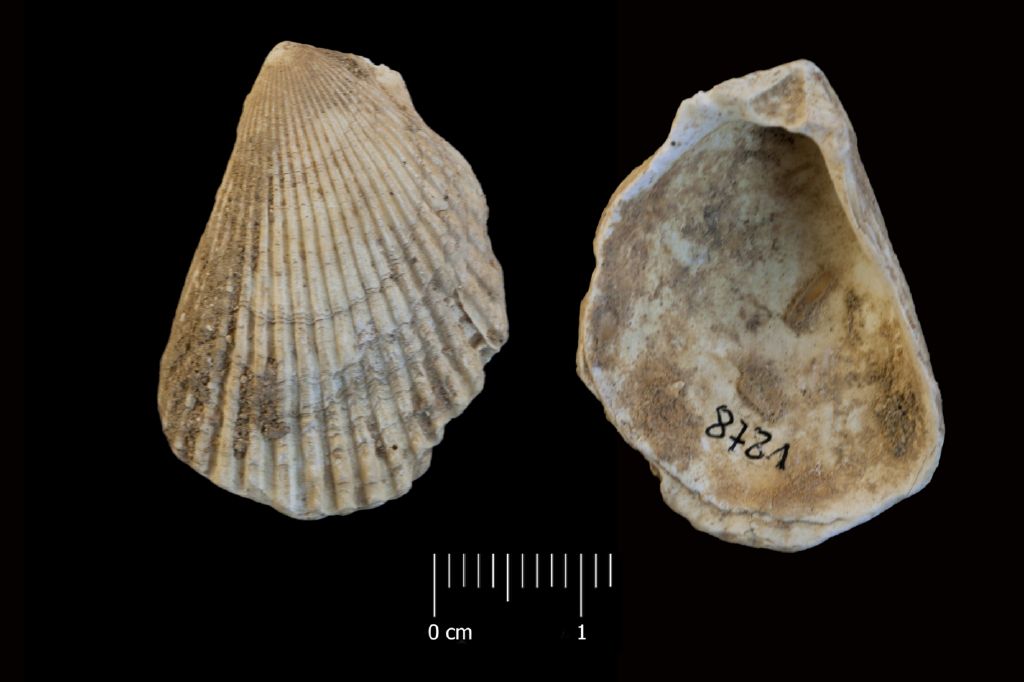 Fossile (invertebrato, esemplare)