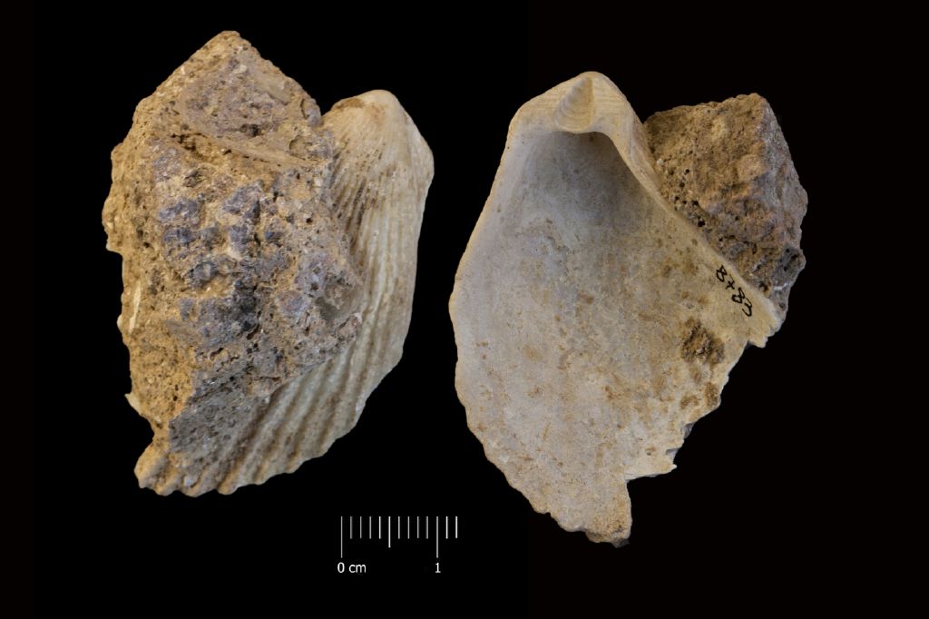 Fossile (invertebrato, esemplare)