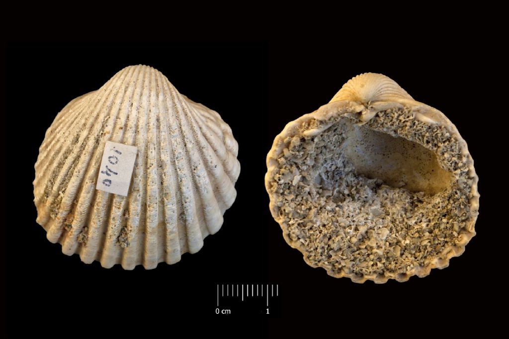 Fossile (invertebrato, esemplare)