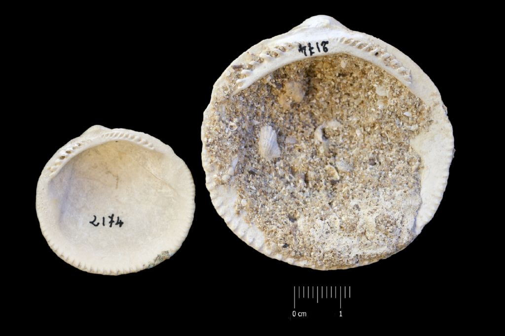 Fossile (invertebrato, serie)