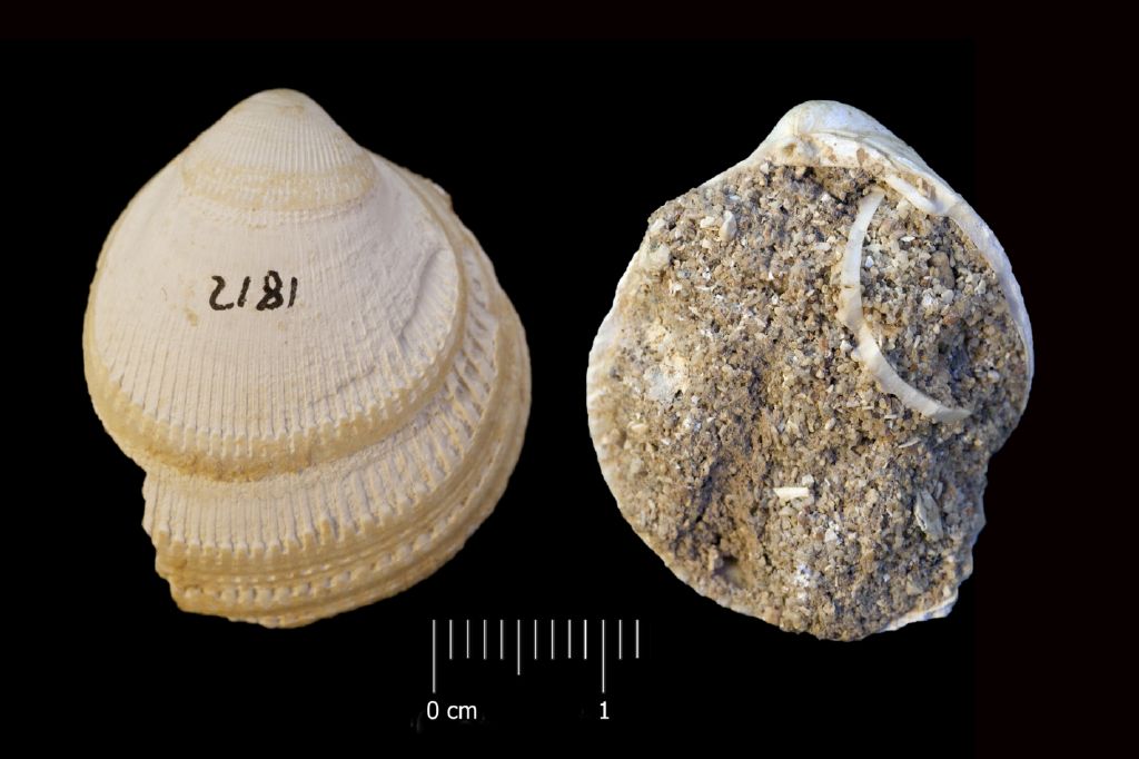 Fossile (invertebrato, esemplare)
