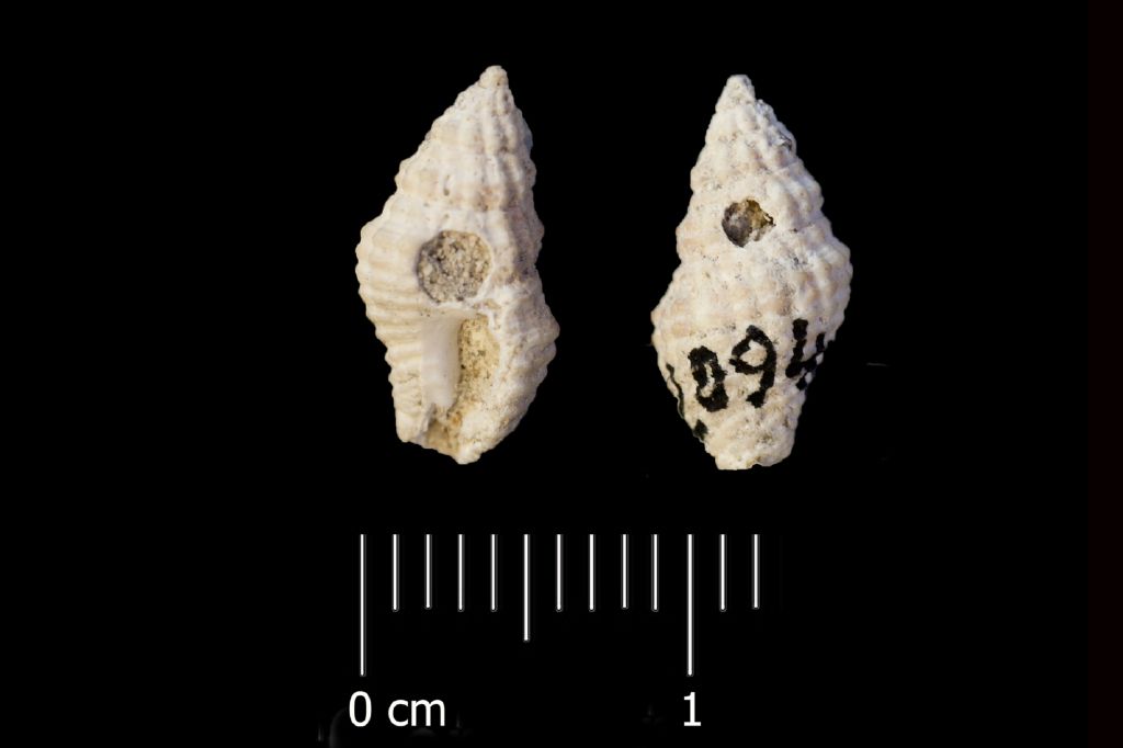 Fossile (invertebrato, esemplare)