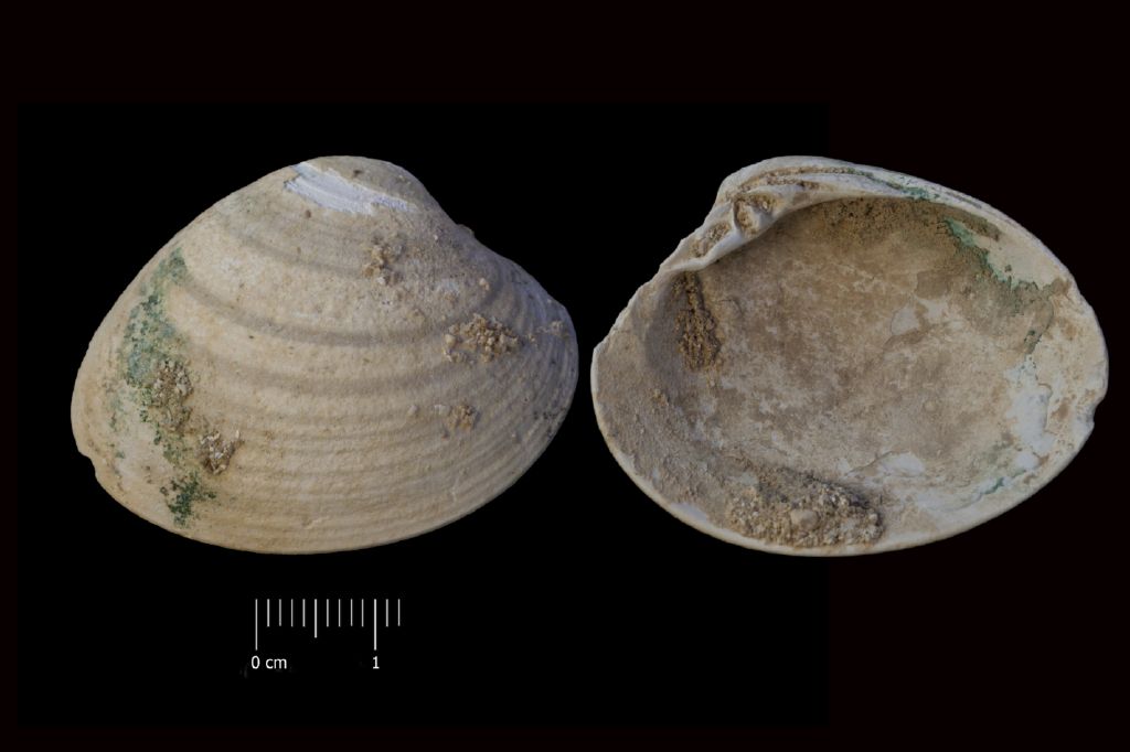 Fossile (invertebrato, esemplare)