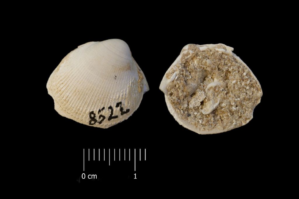 Fossile (invertebrato, esemplare)
