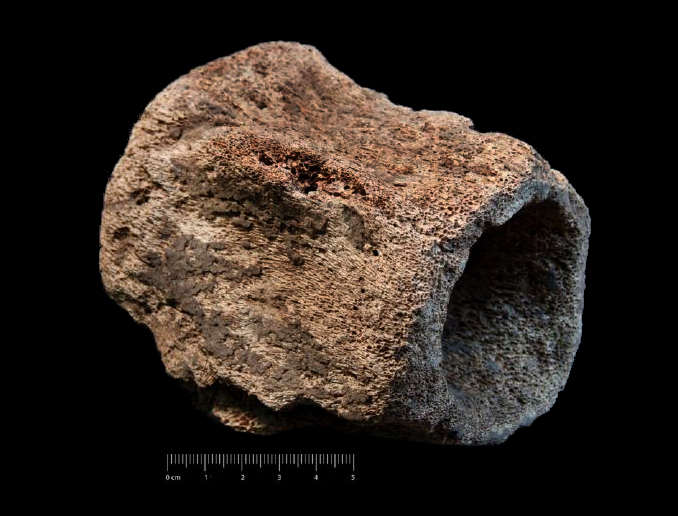 Fossile (vertebra lombare, esemplare)