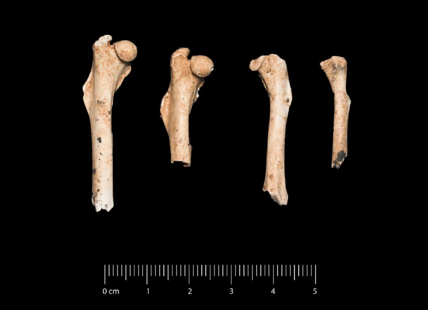 Fossile (ossa di lagomorfo, serie)