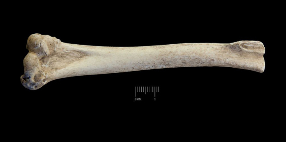 Fossile (omero destro, esemplare)