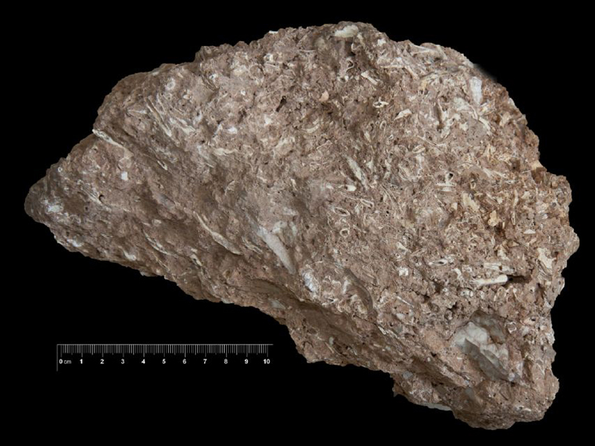 Fossile (breccia ossifera, associazione fossile)