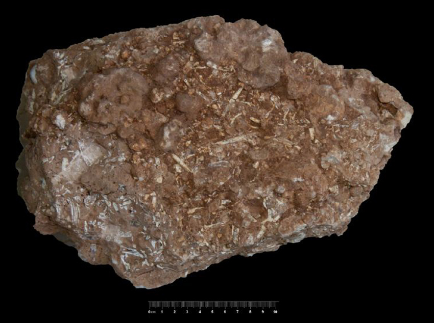 Fossile (breccia ossifera, associazione fossile)