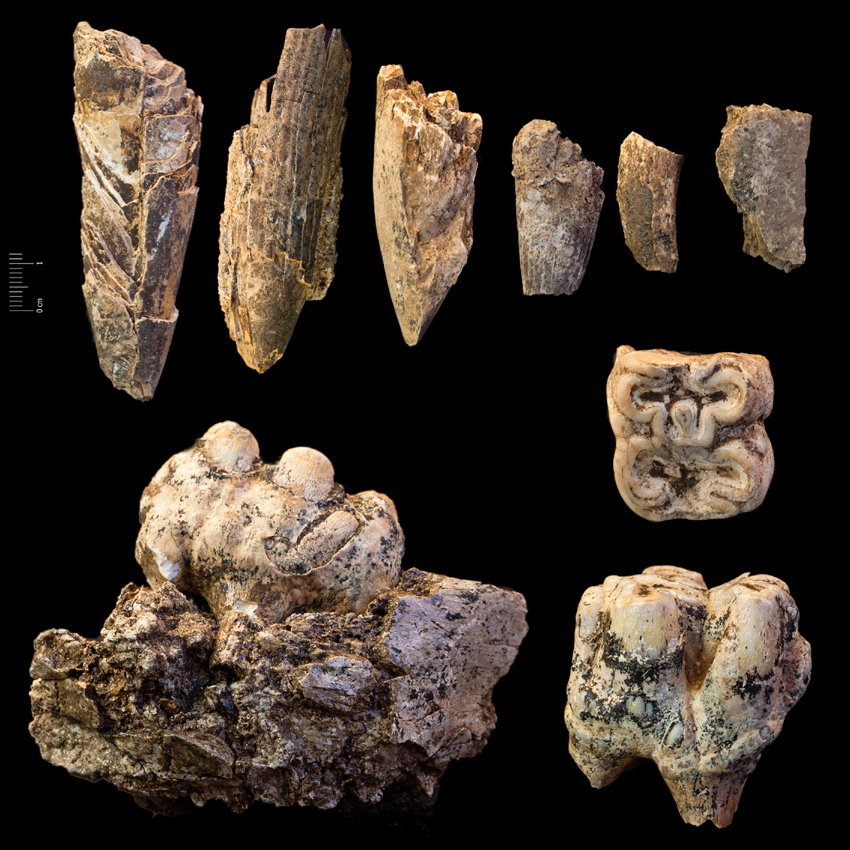Fossile (denti di ippopotamo, serie)