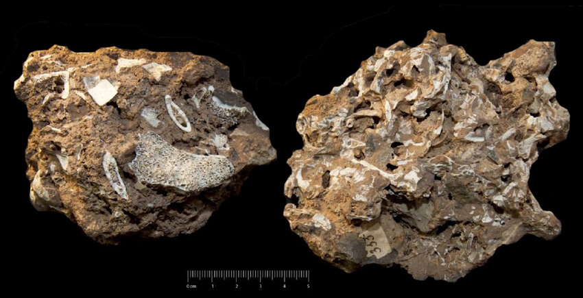 Fossile (breccia ossifera, associazione fossile)