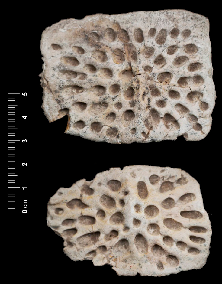 Fossile (placche dermiche, insieme)