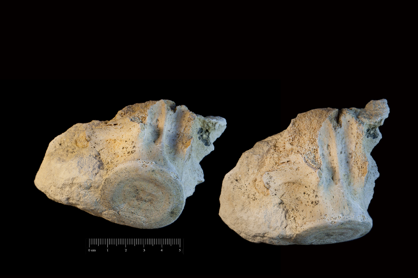 Fossile (vertebra, esemplare)