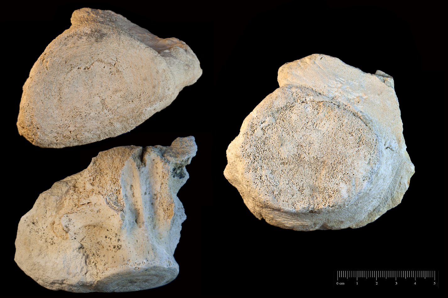 Fossile (vertebre, serie)