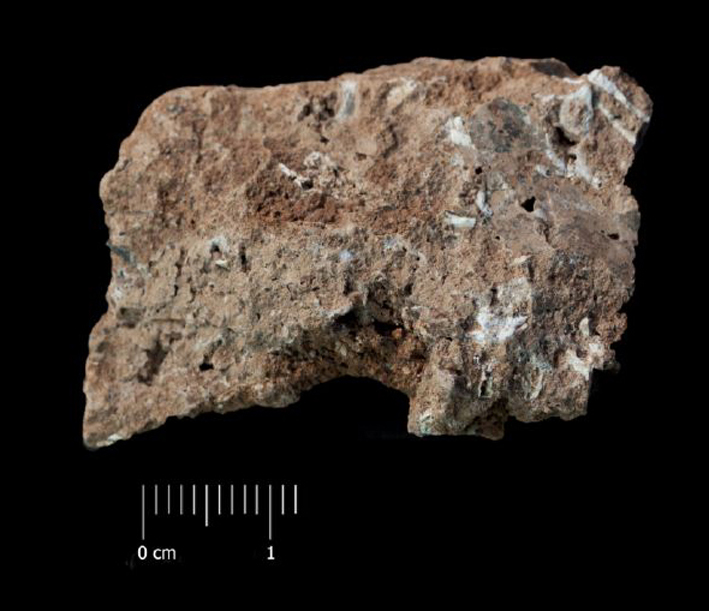 Fossile (breccia ossifera, associazione fossile)