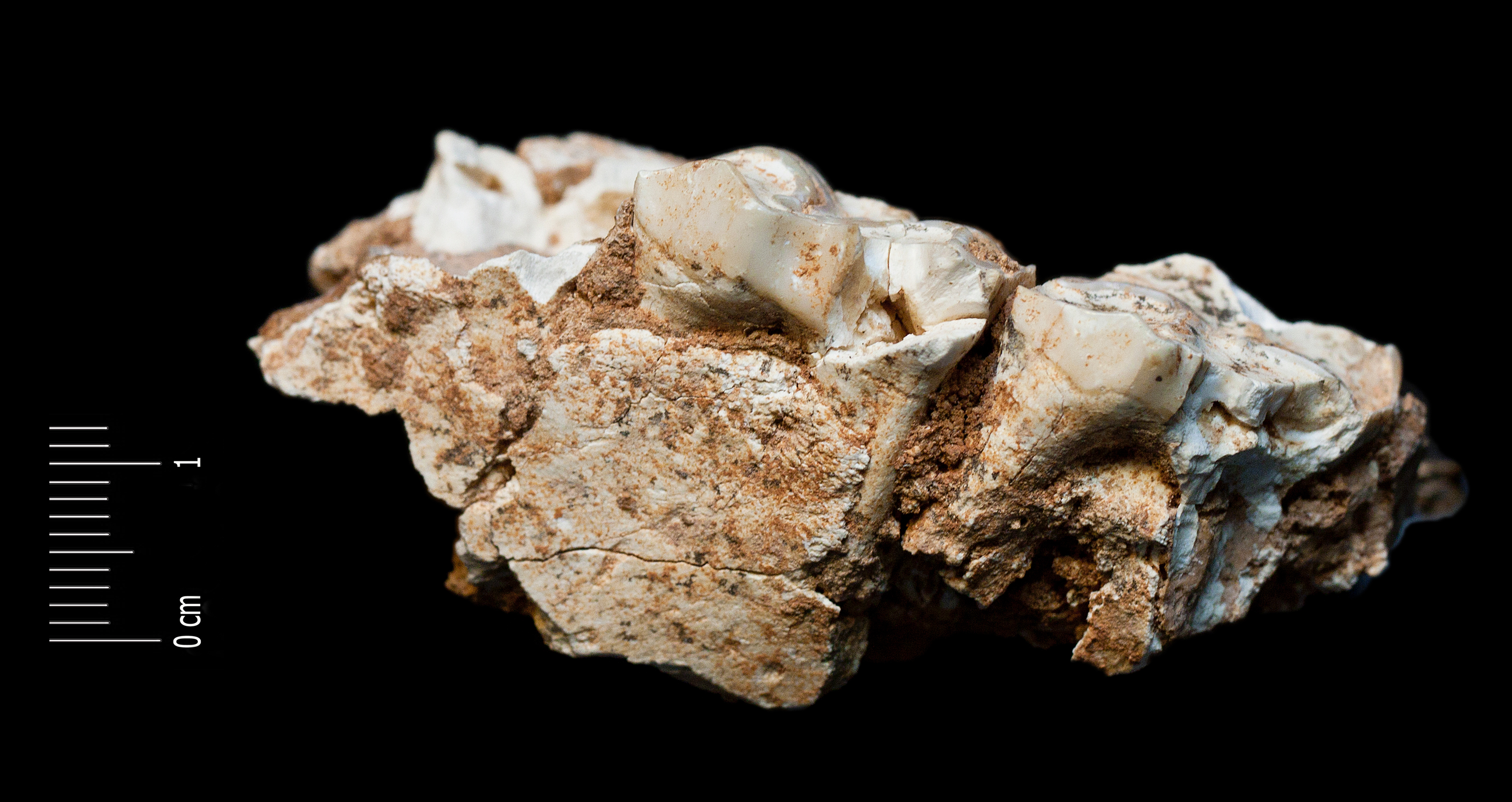 Fossile (frammento di mascella con denti, esemplare)