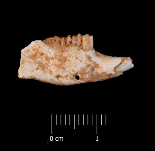 Fossile (mandibola destra, esemplare)