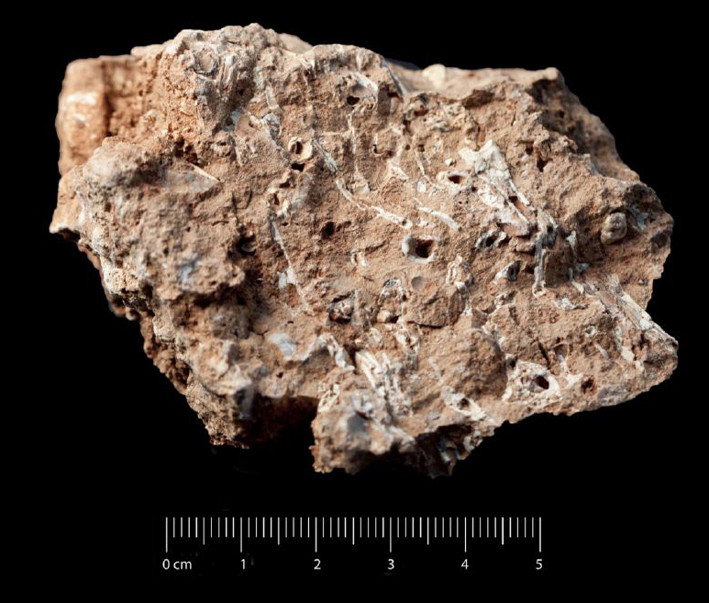 Fossile (breccia ossifera, associazione fossile)