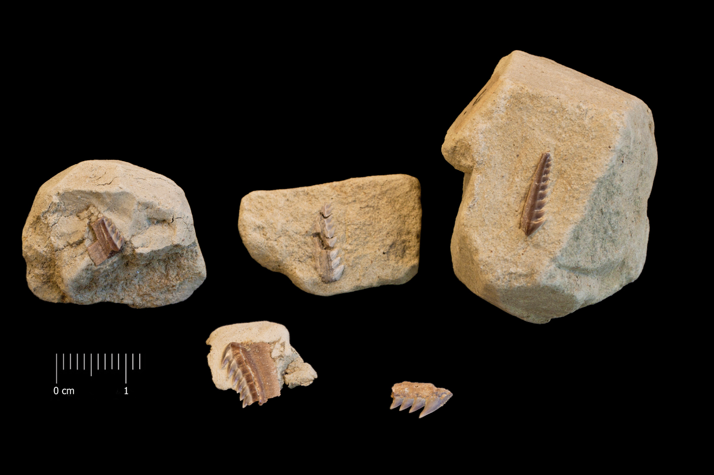 Fossile (denti di squalo, serie)