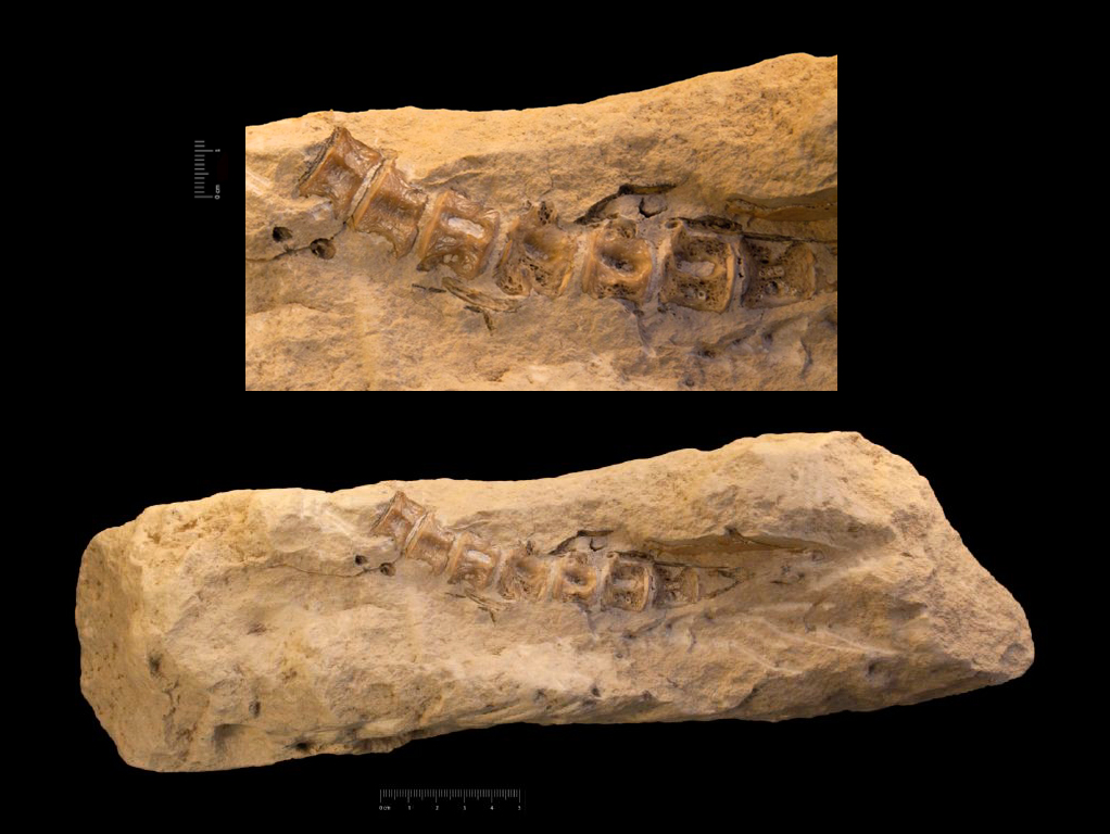 Fossile (resti ossei, esemplare)