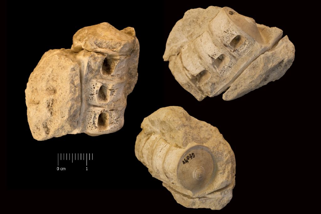 Fossile (tratto di colonna vertebrale, esemplare)