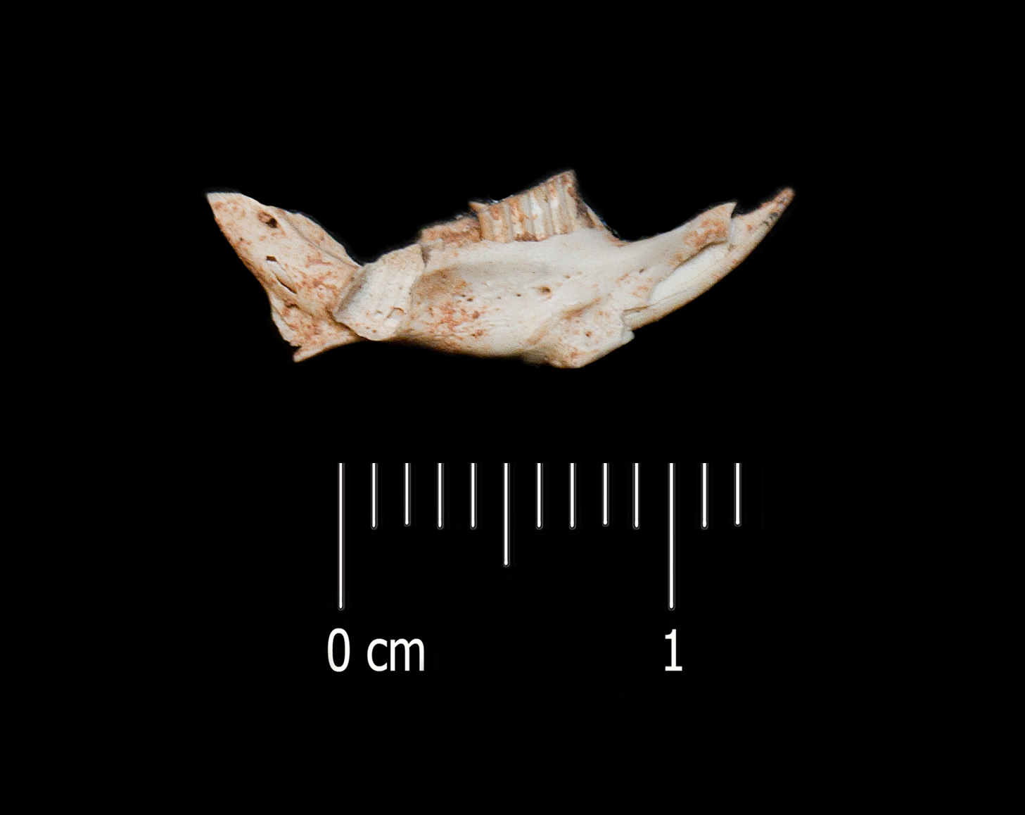 Fossile (mandibola, esemplare)