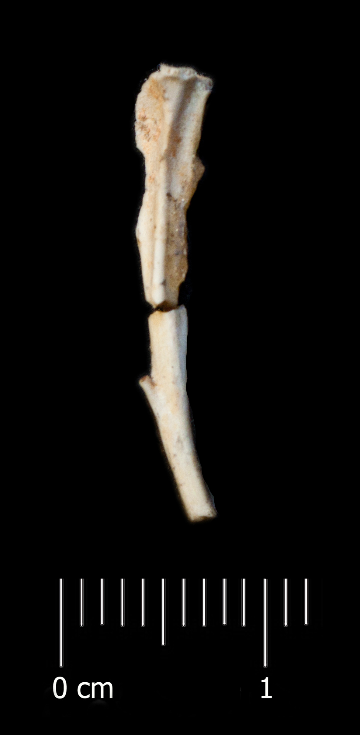 Fossile (tibia, esemplare)