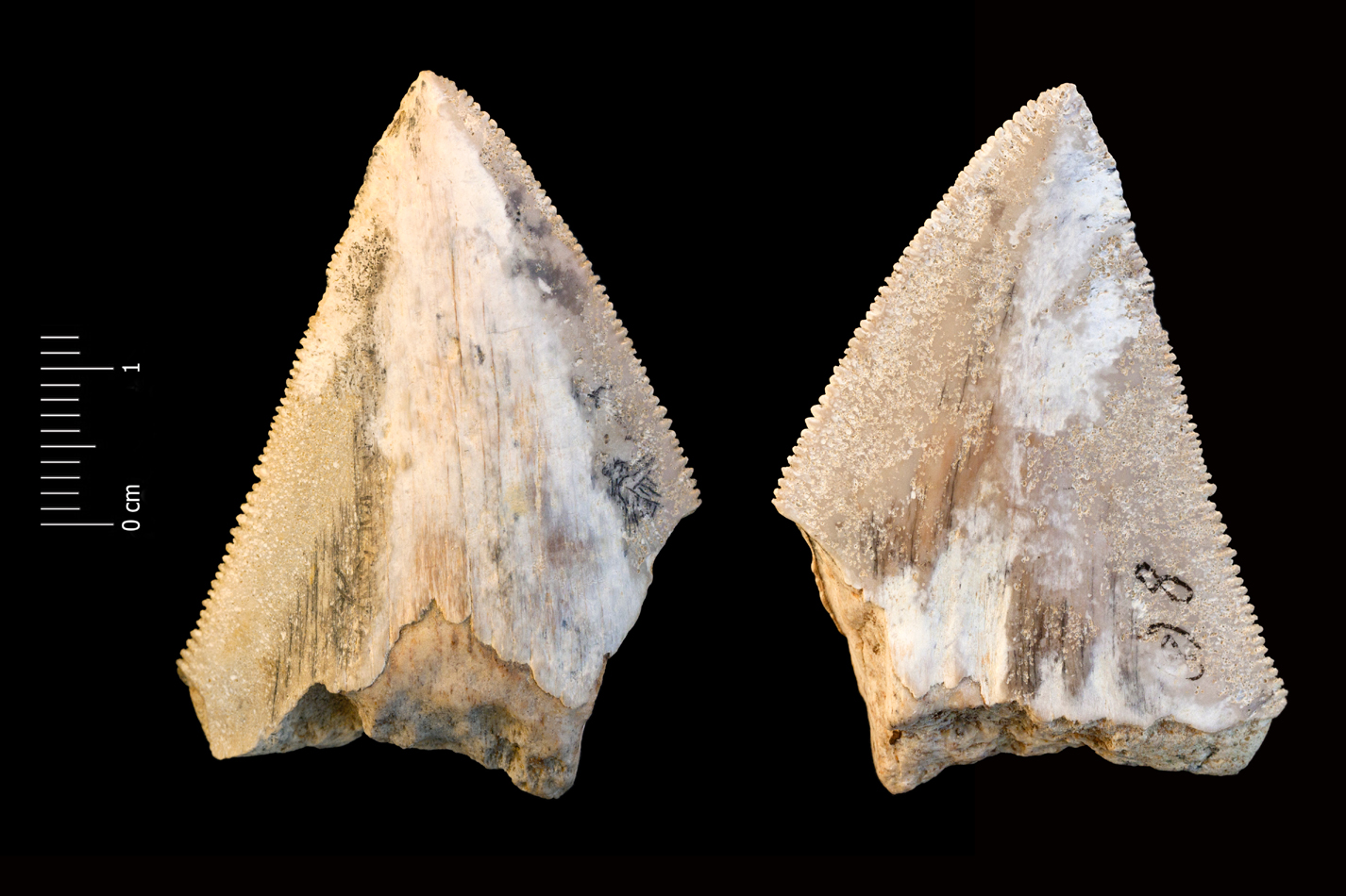 Fossile (dente di squalo, esemplare)