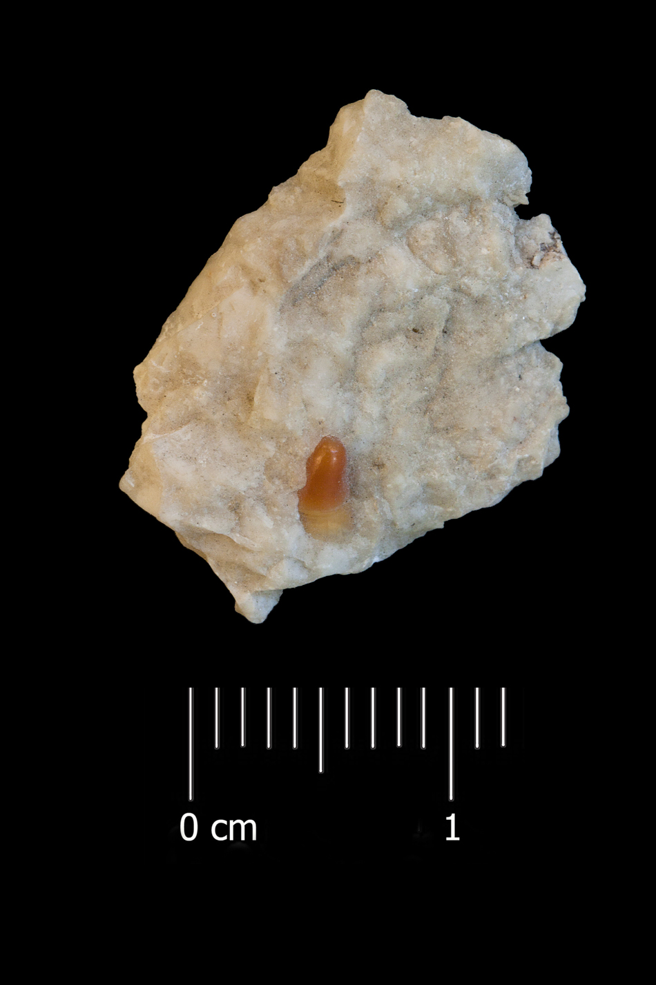 Fossile (denti di orata, serie)