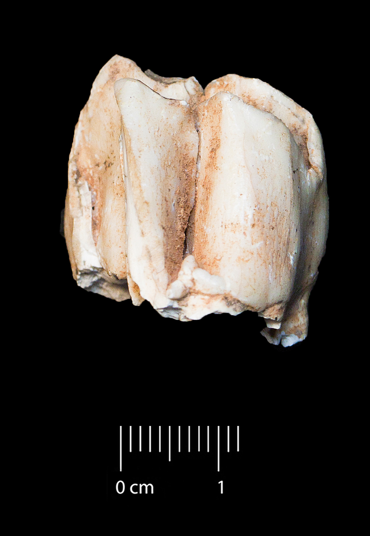 Fossile (dente, esemplare)